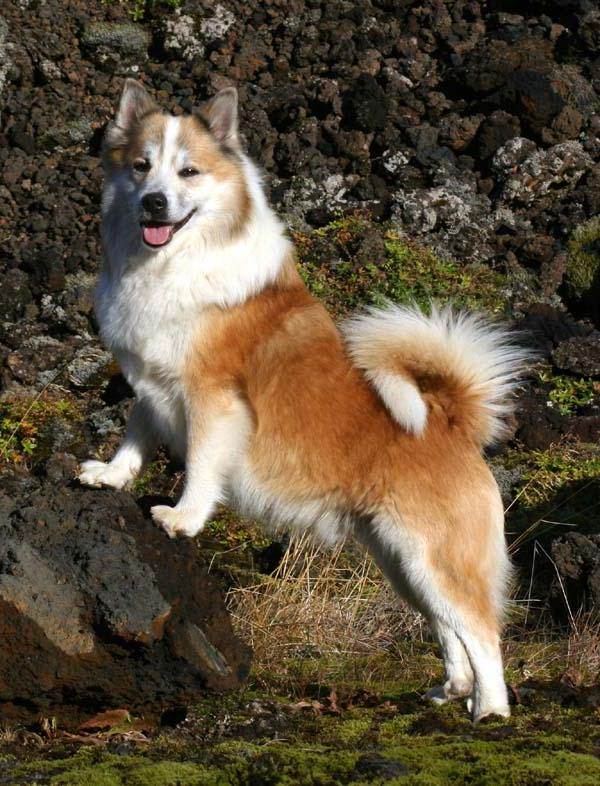 Ландсир, описание и характеристика породы собак