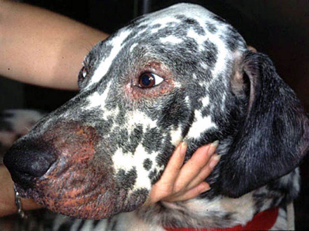 Аллергия на корм у собак: симптомы, фото и лечениеветлечебница рос-вет