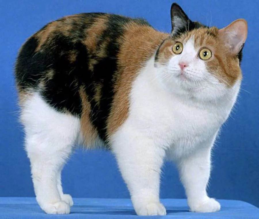 Кот без хвоста: породы и названия