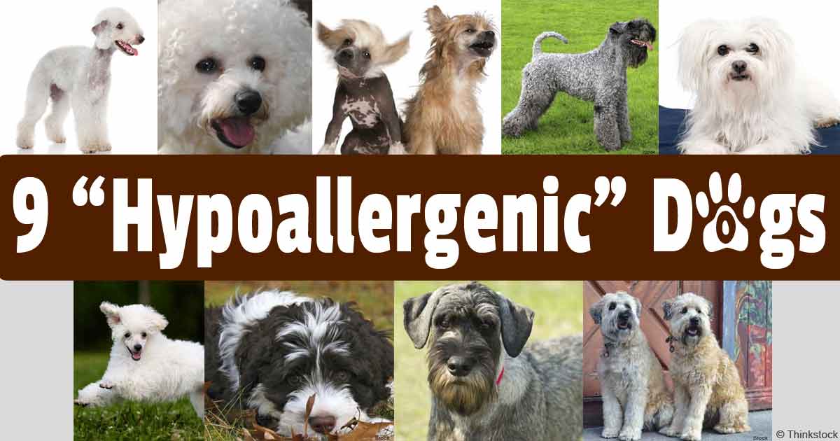 Полный перечень гипоаллергенных пород собак, которые не навредят человеку