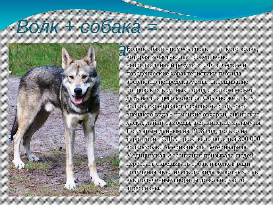 Волкособ — гибрид собаки и волка, фото разновидностей, описание пород