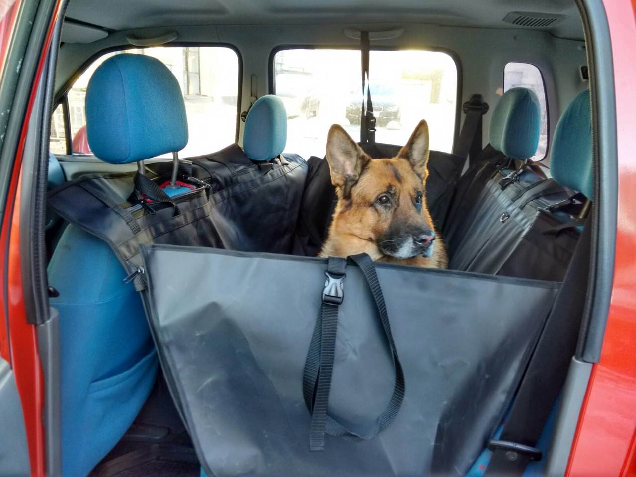 Перевозка животных в машине - правила и полезные советы!