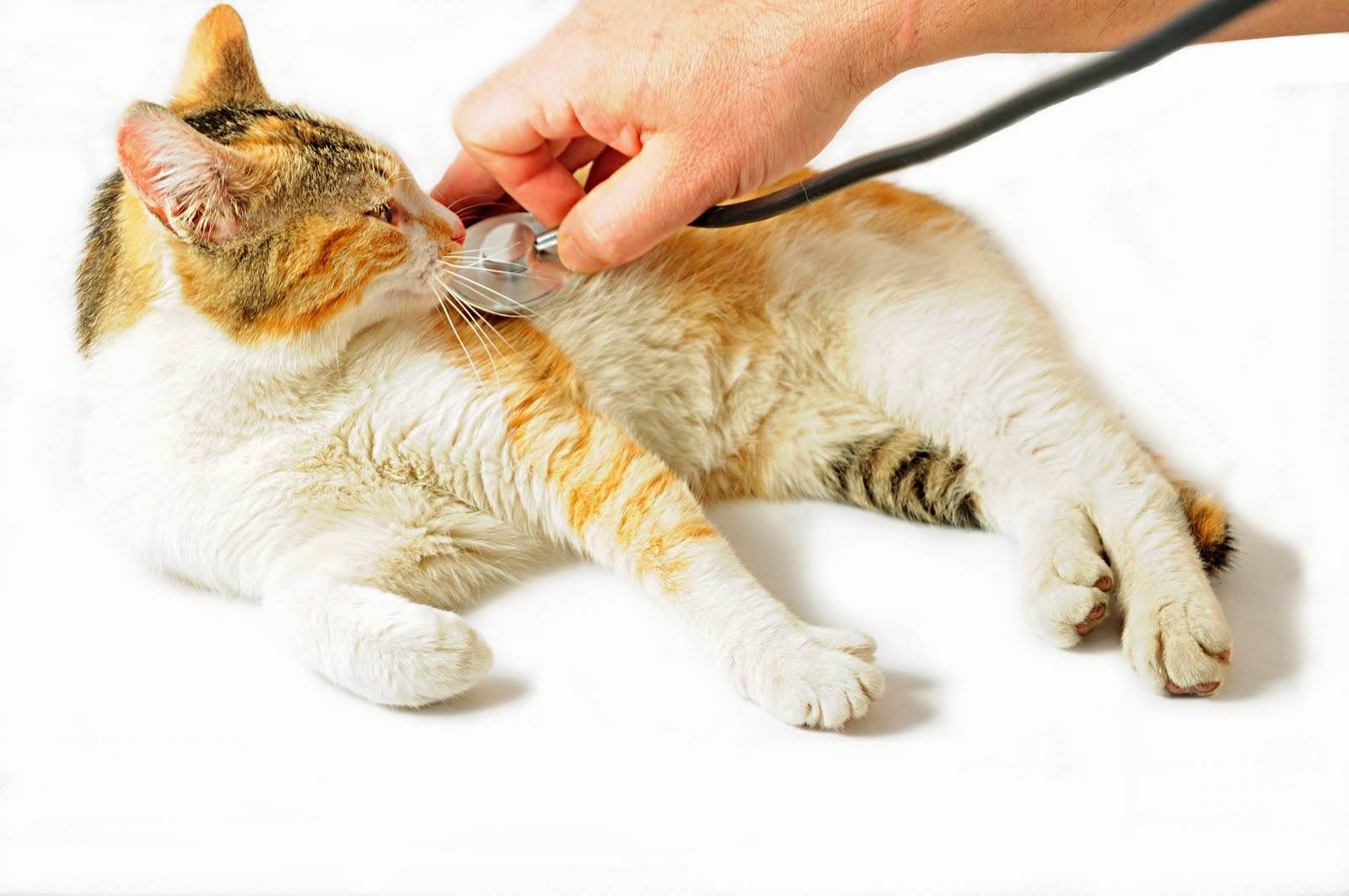 Отравление у кошки: ядами, бытовой химией, продуктами, цветами. симптомы, лечение