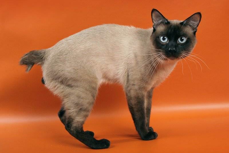 Меконгский бобтейл - фото кошки, описание породы, характер, цена, отзывы