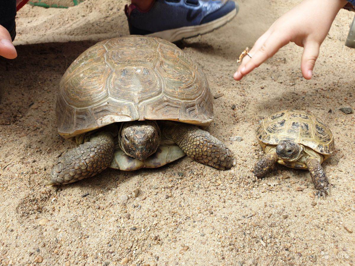 Как ухаживать за сухопутной черепахой в домашних условиях: кормление, гигиена и сколько продолжительность жизни