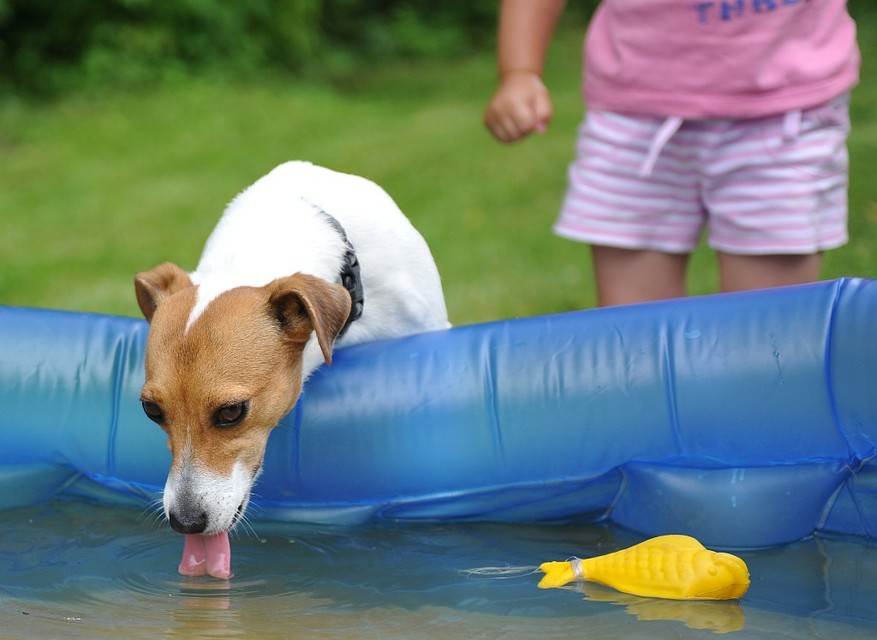 Можно ли купать собаку в жару: факты и мнения