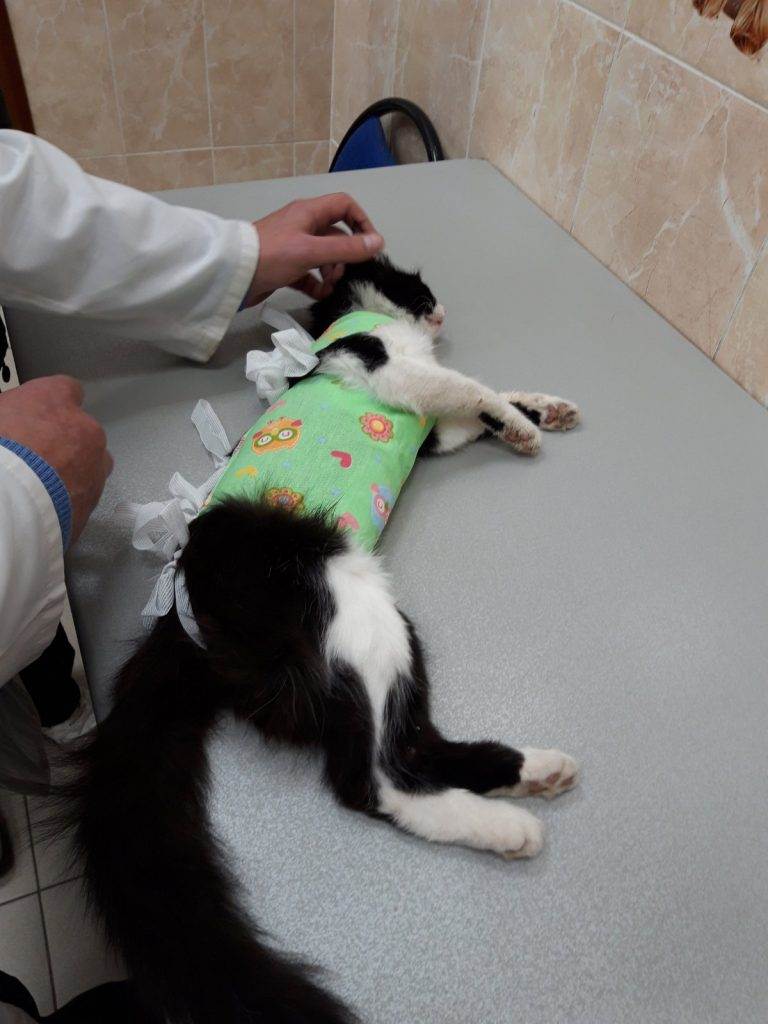 Когда стерилизовать кошку: оптимальный возраст, показания и противопоказания