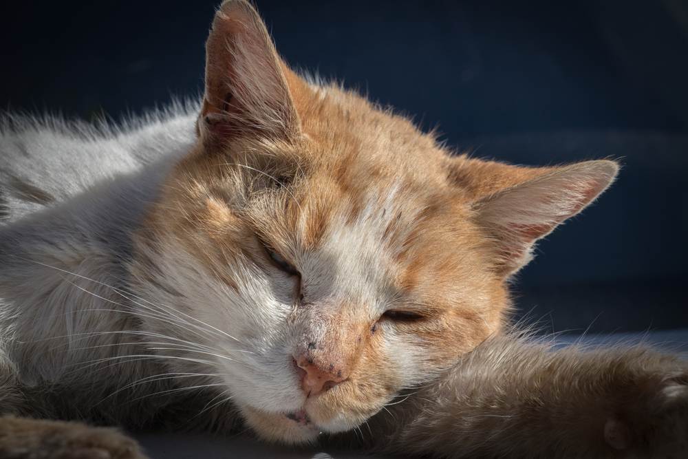 Как лечить кошку от анемии?