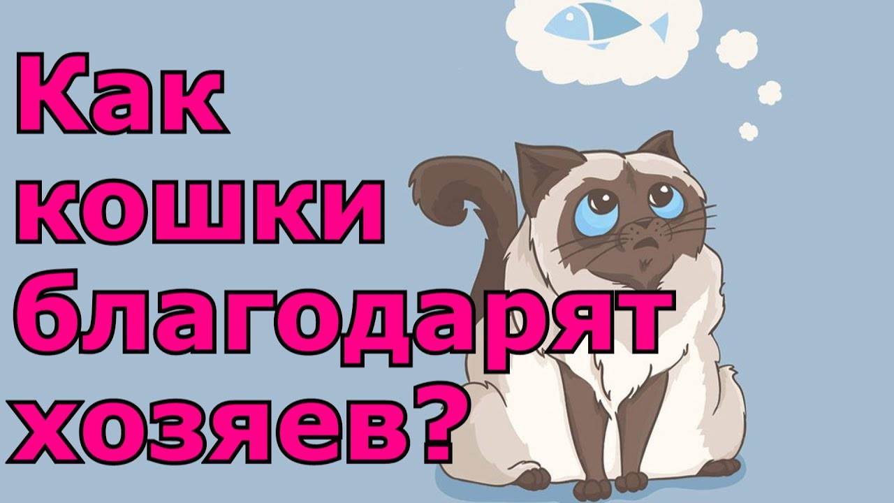 Кошачий язык: способы общения, переводчик, как понять кошку