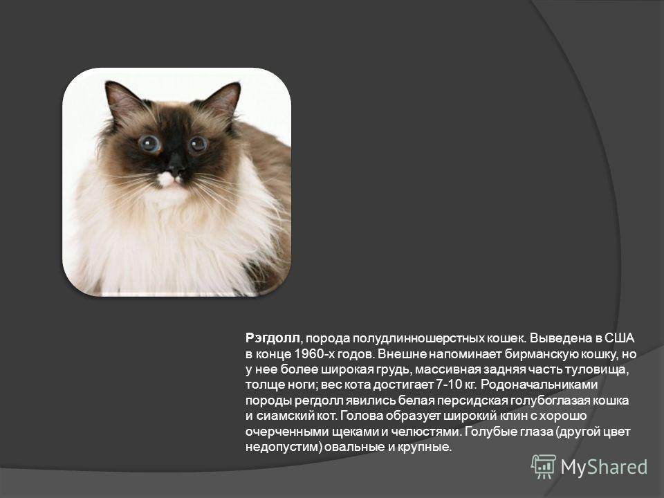 Тиффани - порода кошек - информация и особенностях | хиллс