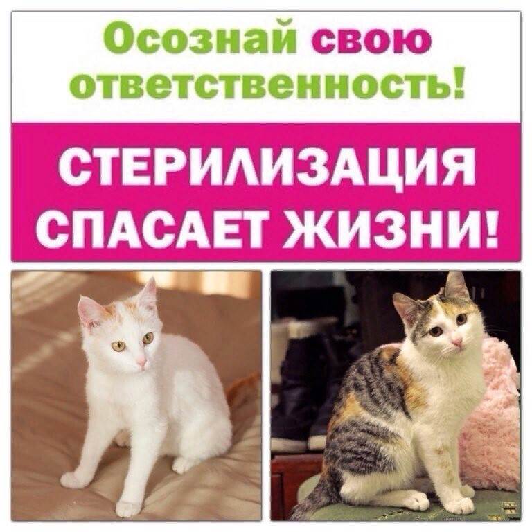 Стерилизация кошек и кастрация кота