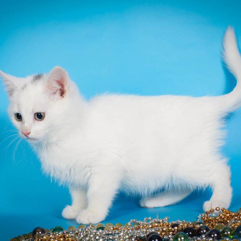 Породы белых кошек - kisa.su