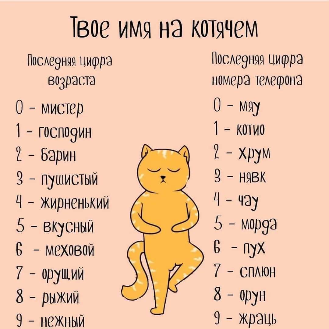 Смешные клички для кошек | веселое имя для кошки