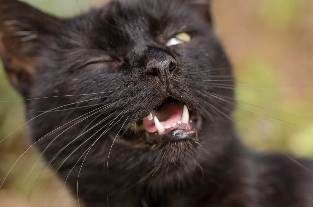 Почему кошка часто чихает? основные причины