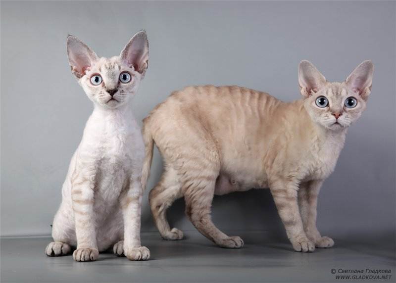 Гипоаллергенные кошки - описание пород с фото