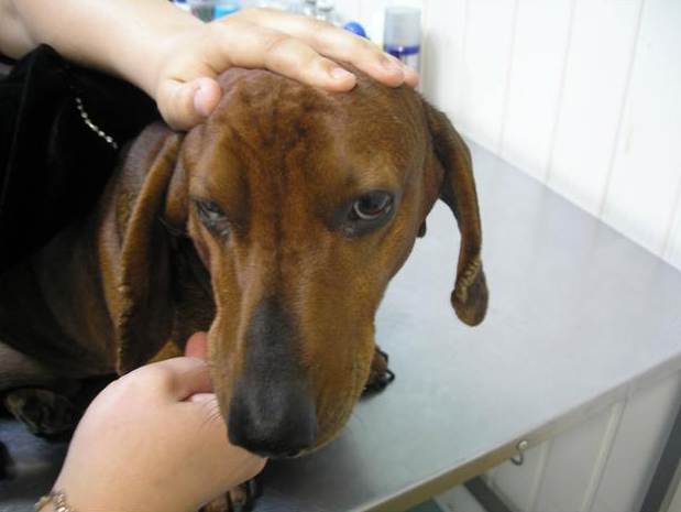 Гипотиреоз у собак: причины, симптомы, диагностика, лечение | блог ветклиники "беланта"