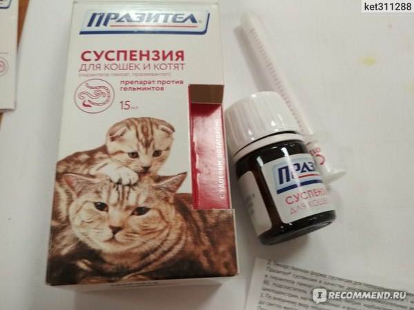 Суспензия от глистов для кошек: эффективные средства, дозировка