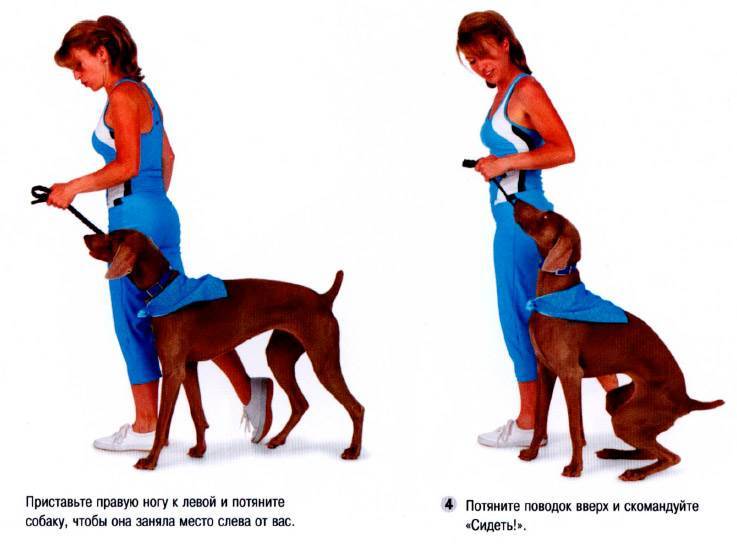 Как научить собаку команде фу, обучение щенка команде фу пошагово - dogtricks.ru