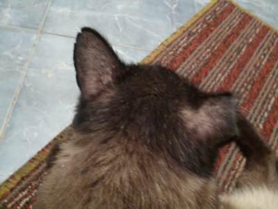 Ушные клещи у кошек: эффективное лечение отодектоза