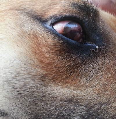 Из-за чего гноится глаз у собаки, лечение и первая помощь