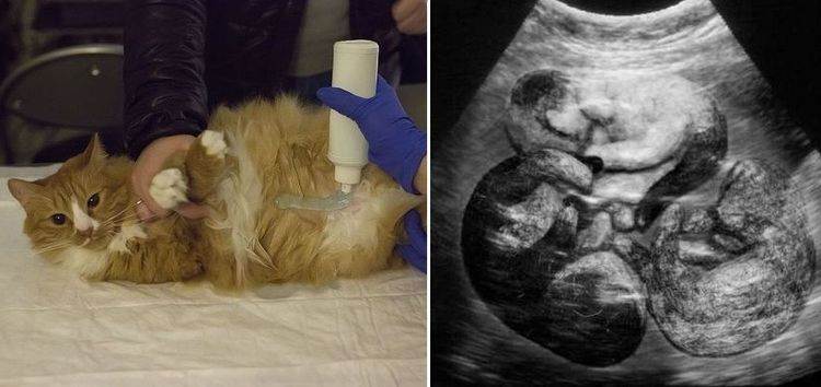 С какого возраста кошка может первый раз забеременеть, когда ей можно рожать?
