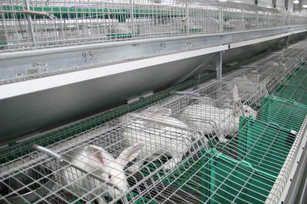 Кроличья ферма: как начать свой бизнес с нуля