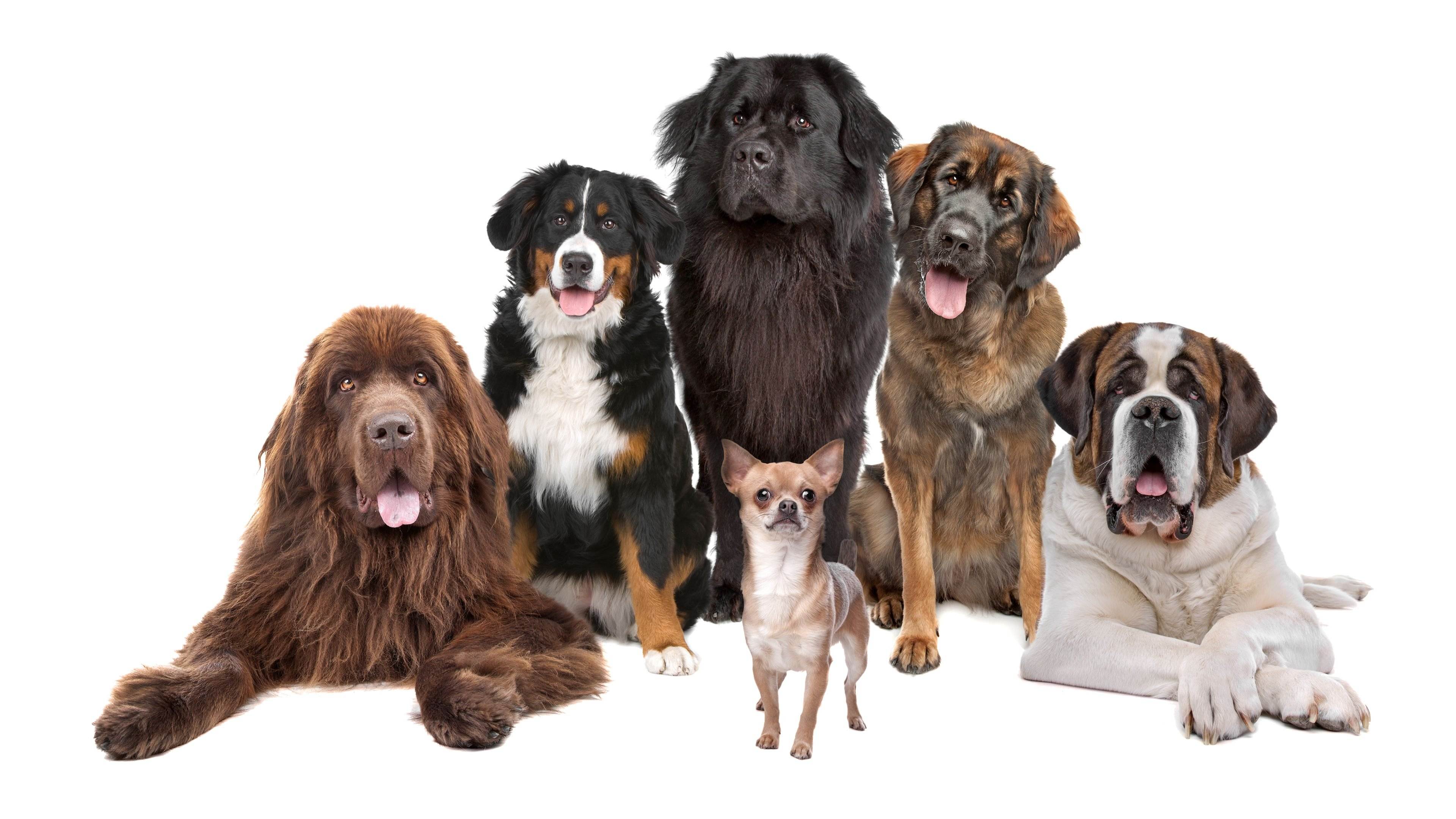 Какую породу собак выбрать для квартиры и детей, маленькую или средних размеров