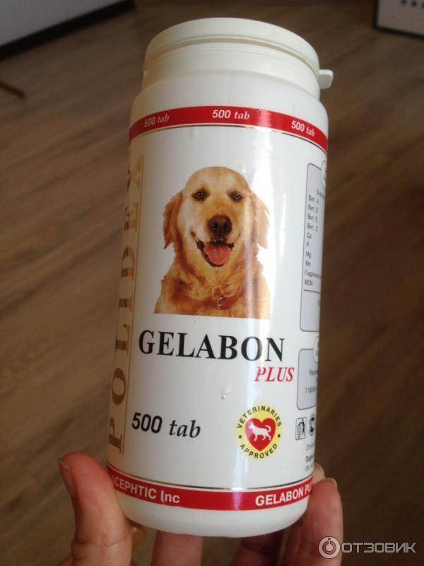 Полидекс гелабон для собак — инструкция по применению