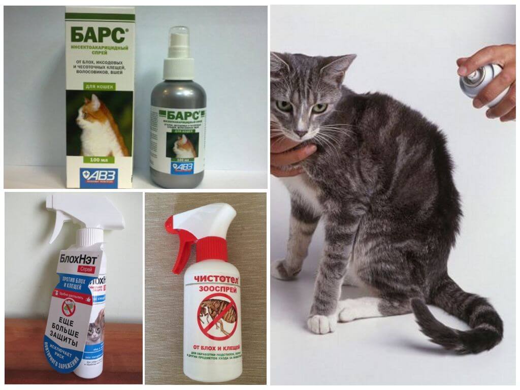 Чем можно уничтожать блох у котят самого разного возраста: инструкция для владельцев. как защитить котёнка от блох: профилактика и лечение