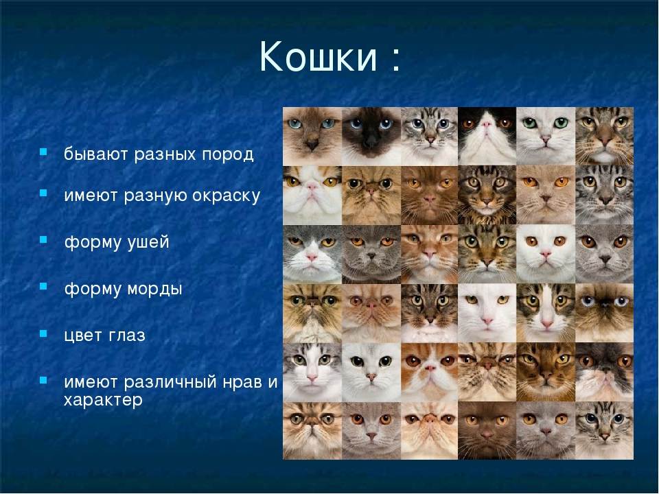 Сколько видов кошек существует в мире?