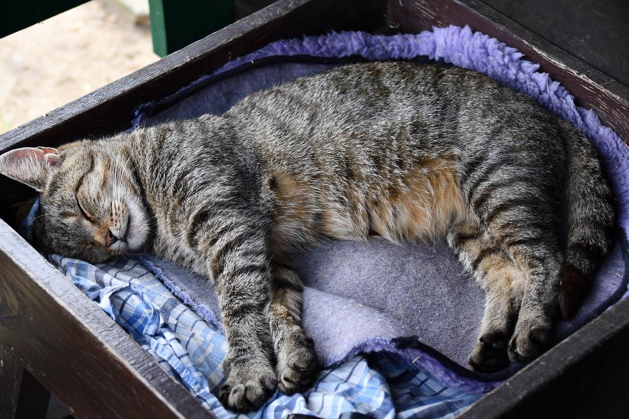 Сколько спят кошки: норма сна, где любят спать, сколько и почему