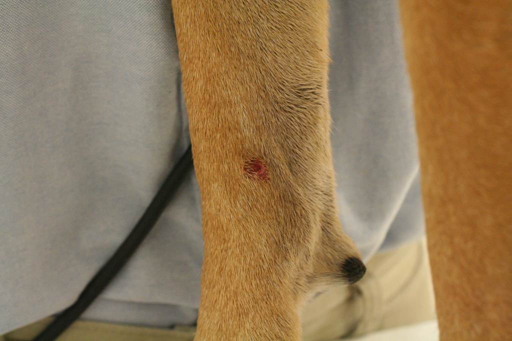 Саркомы мягких тканей у собак и кошек - ветеринарные клиники ситивет