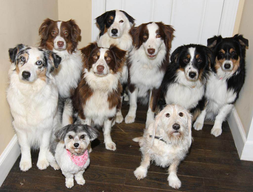 Породы собак для квартиры – 15 лучших вариантов