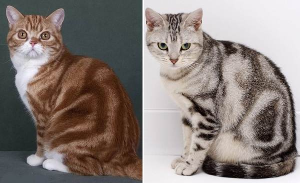 Американская короткошерстная кошка: история, внешность, характер, уход и здоровье | ваши питомцы