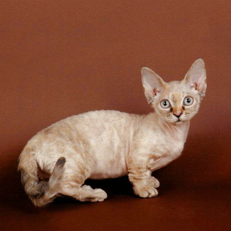 Минскин: описание экспериментальной породы кошек с фото и видео