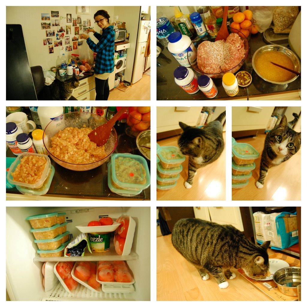 Натуральный корм для кошек: рецепты в домашних условиях, чем нельзя кормить