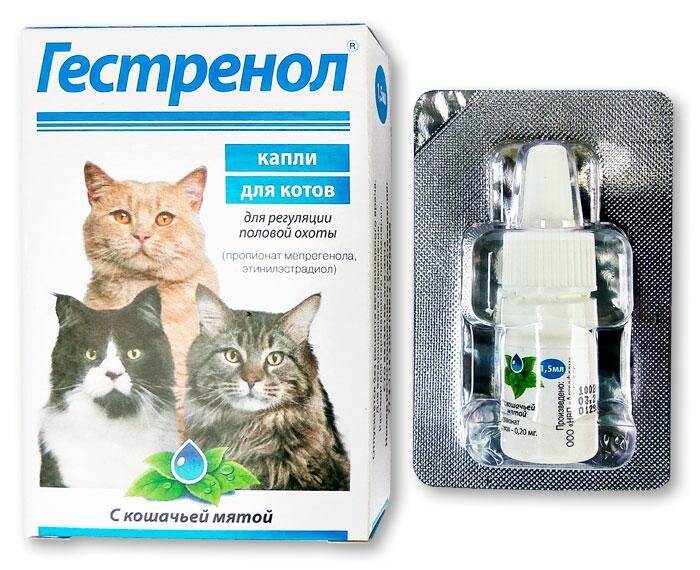 Антисекс-препараты вместо кастрации: капли, уколы и таблетки от гуляния для котов и кошек