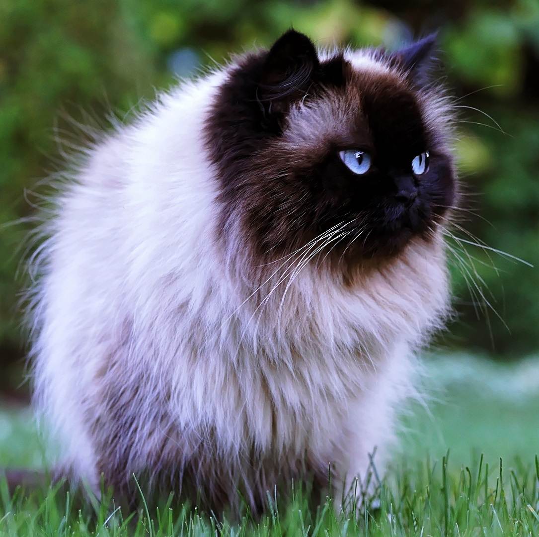 Гималайская кошка фото описание породы, характер, достоинства и недостатки