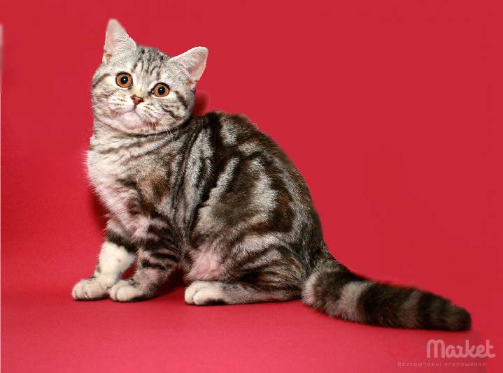 Cкоттиш-страйт (шотландская прямоухая кошка) - описание породы, характер, фото, цена, плюсы и минусы