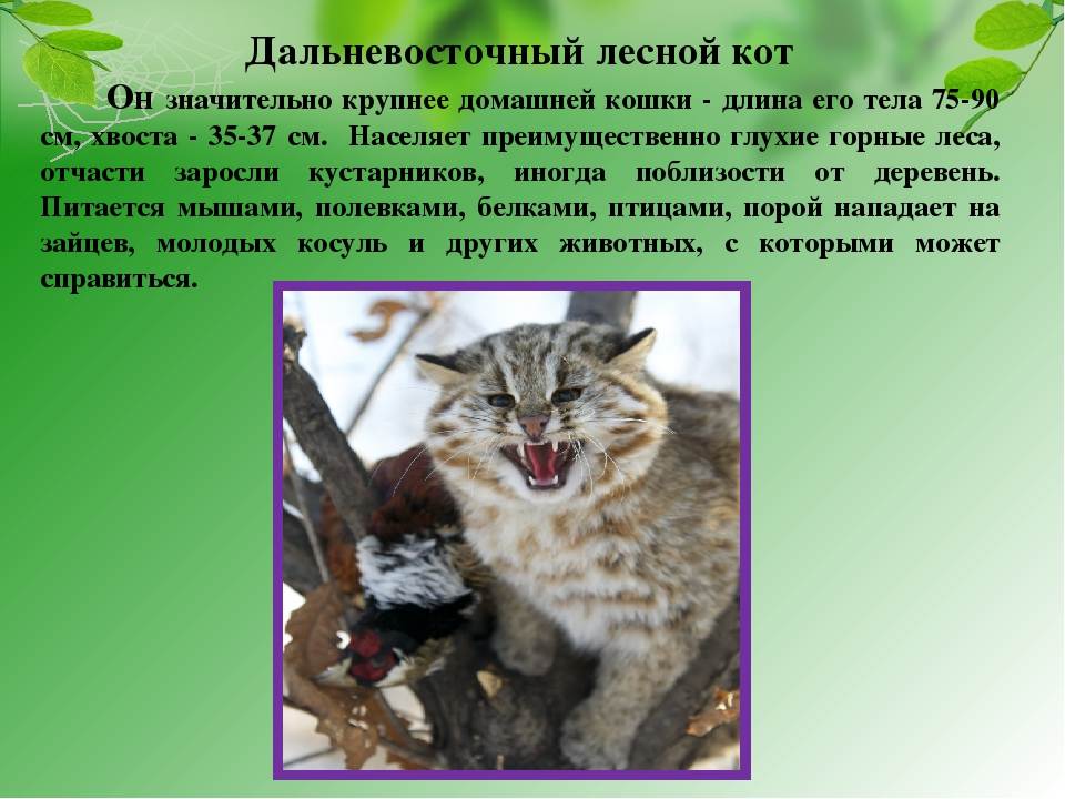 Уникальность и значимость амурского лесного кота