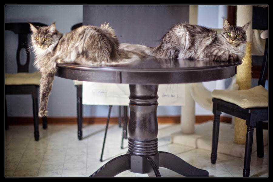 Как отучить кота залезать на стол и воровать еду | блог ветклиники "беланта"