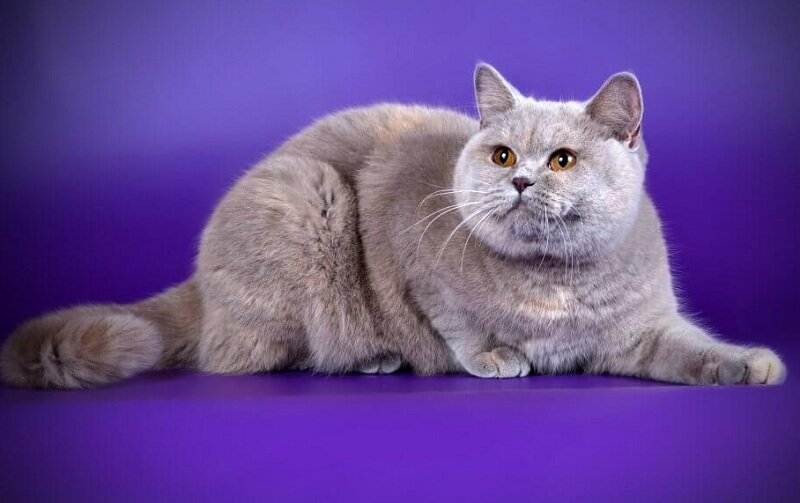 Окрасы британских кошек с фото и описанием