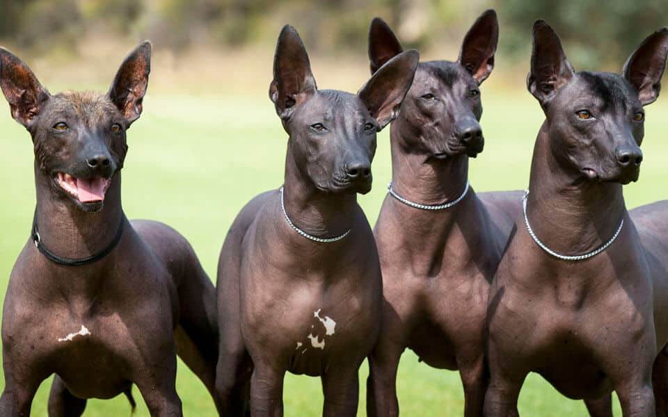 Лысые собаки: перечень пород и их история и особенности- обзор +видео