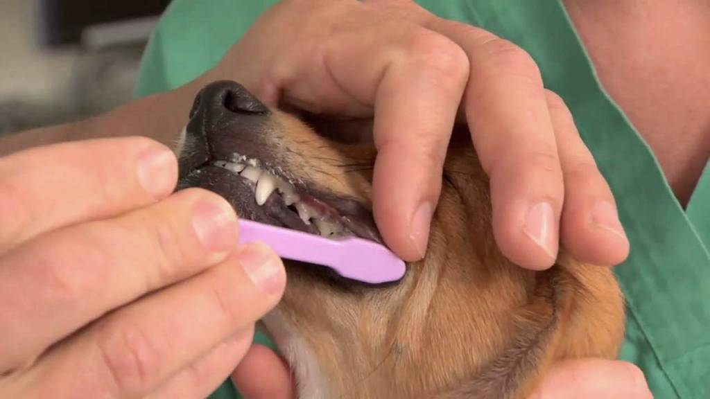 Чистка зубов у собак ультразвуком: цена, можно ли снимать камень в домашних условиях?