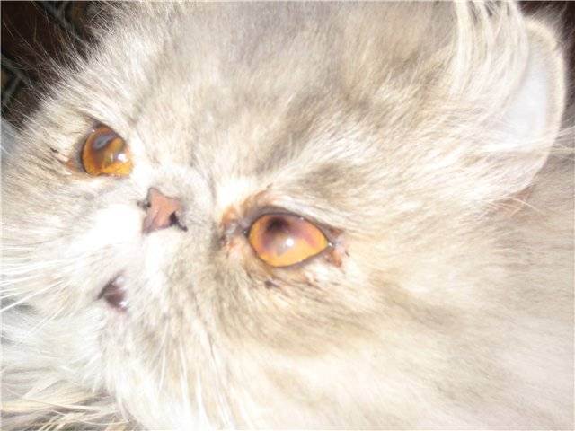 Почему у кошки (кота) гноятся глаза? как это вылечить? | ветеринарная офтальмология и микрохирургия глаза