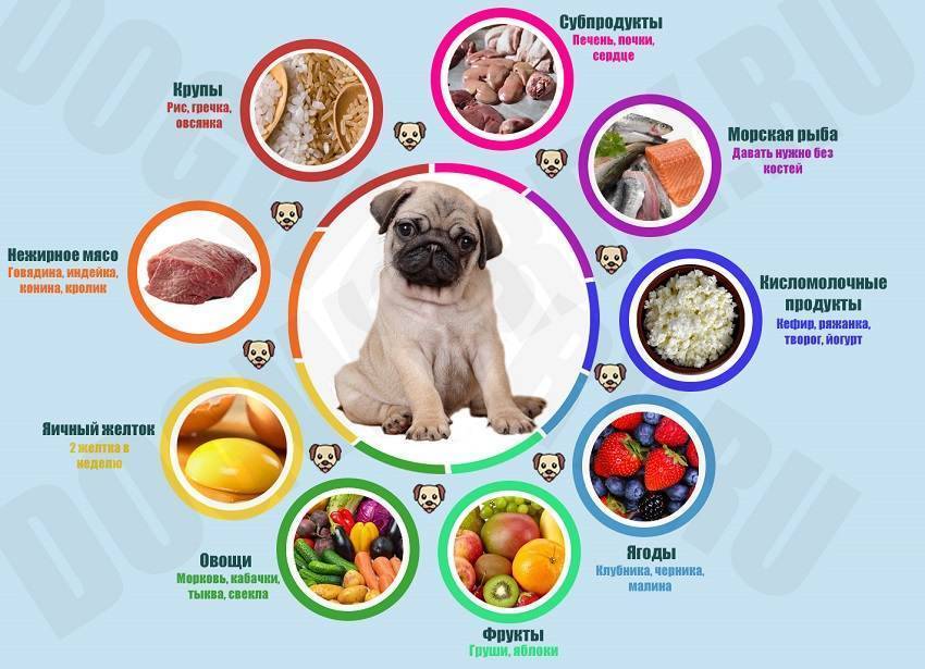 Натуральный корм для собак – рецепты