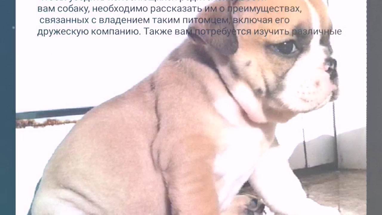 ᐉ как попросить у родителей собаку — как у мамы выпросить щенка? - zooshop-76.ru