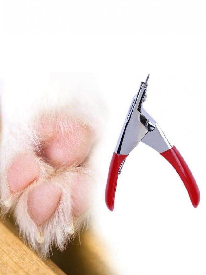 Как подстричь злую собаку в домашних условиях | стрижка агрессивных собак