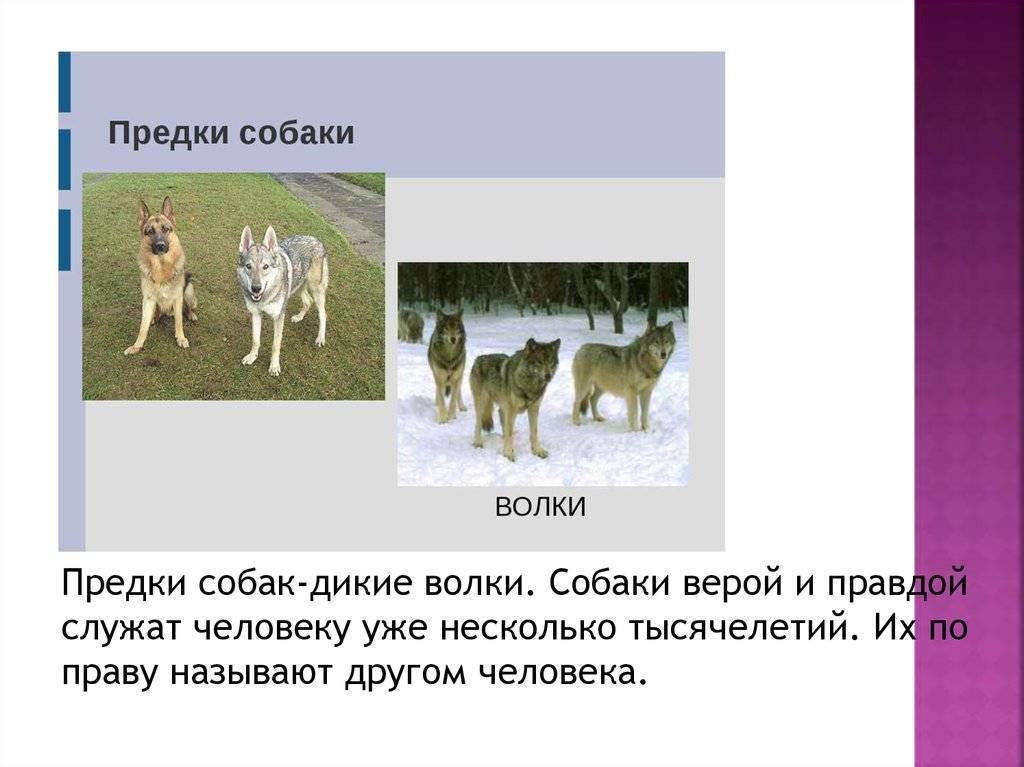 История происхождения собаки