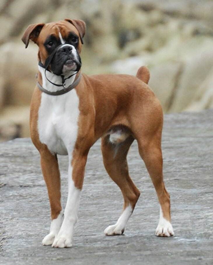 Боксер — порода собак, описание, стандарты, фото, уход